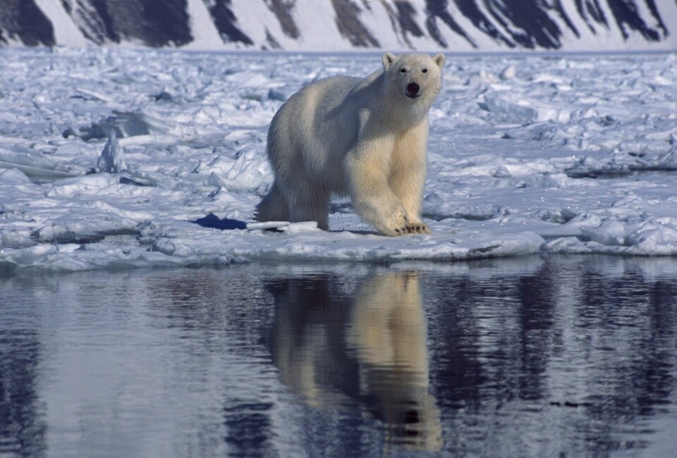 MINDRE HAVIS - MINDRE MAT Endringer i isbjørnens leveområder skjer raskt, og innen kort tid kan polhavet være isfritt på sommertid. Det kan få alvorlige følger for isbjørnen som finner det meste av sin føde på isen, og bruker isen for å forflytte seg mellom jakt- og hiområder. (Foto: Kit M. Kovacs og Christian Lydersen / Norsk Polarinstitutt)