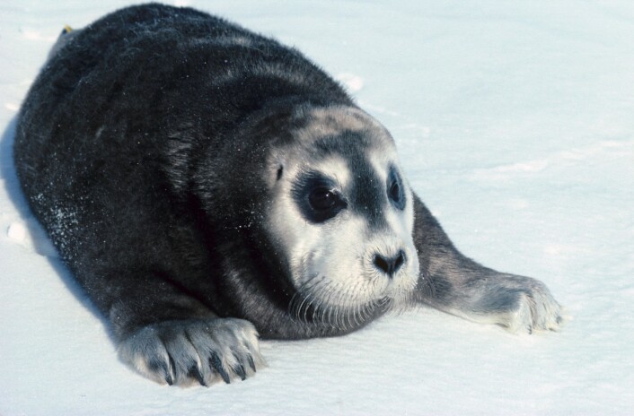 MISTER YNGLEPLASSENEI noen av fjordene på vestsiden av Svalbard har det manglet havis i fødeperioden for storkobber og de har av den grunn brukt is som har kalvet av fra breene som fødsels- og dieplattform. Men dette er kortsiktige løsninger siden breene der generelt blir mindre som følge av global oppvarming. (Foto: Kit M. Kovacs og Christian Lydersen / Norsk Polarinstitutt) MISTER YNGLEPLASSENEI noen av fjordene på vestsiden av Svalbard har det manglet havis i fødeperioden for storkobber og de har av den grunn brukt is som har kalvet av fra breene som fødsels- og dieplattform. Men dette er kortsiktige løsninger siden breene der generelt blir mindre som følge av global oppvarming. (Foto: Kit M. Kovacs og Christian Lydersen / Norsk Polarinstitutt)