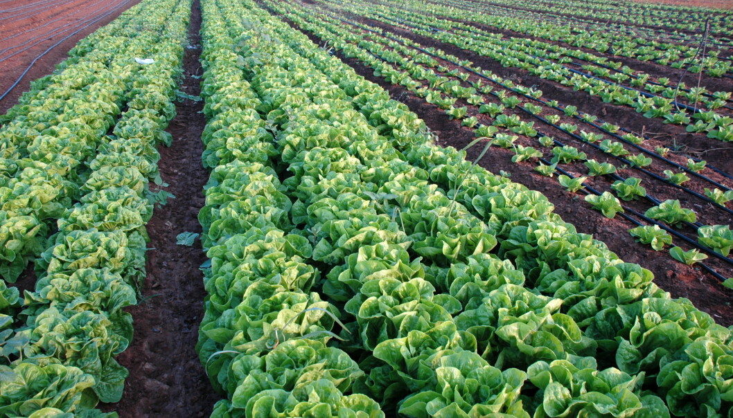 Slam fra kloakken spres på åkeren. Slammet inneholder mikroplast, som kan havne i maten vi spiser. (Foto: Wikimedia Commons) Slam fra kloakken spres på åkeren. Slammet inneholder mikroplast, som kan havne i maten vi spiser. (Foto: Wikimedia Commons)