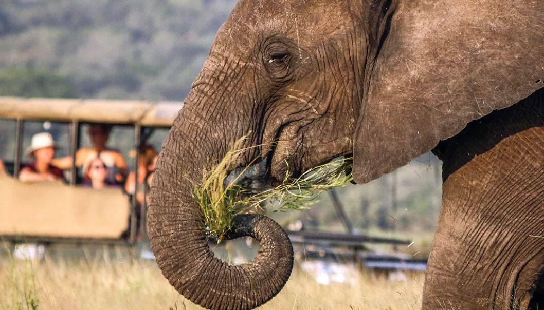 Kathrin Jathe angrar på elefant-safarien i Sri Lanka, og trekkjer parallellar til uansvarleg viltturisme i Noreg. Illustrasjonsfoto: Nicholas Murawski - Unsplash. Kathrin Jathe angrar på elefant-safarien i Sri Lanka, og trekkjer parallellar til uansvarleg viltturisme i Noreg. Illustrasjonsfoto: Nicholas Murawski - Unsplash.
