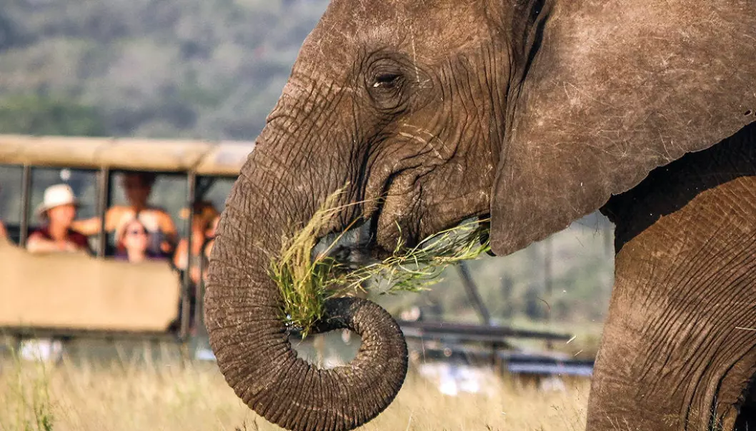 Kathrin Jathe angrar på elefant-safarien i Sri Lanka, og trekkjer parallellar til uansvarleg viltturisme i Noreg. Illustrasjonsfoto: Nicholas Murawski - Unsplash.