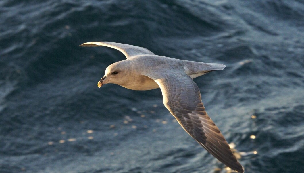 Havhest på Svalbard. Et stoff som fuglene assosierer med mat, samler seg rundt og på plastbitene i havet, ifølge en ny studie. Dermed kan det hende at en del sjøfugl lures til å spise dem. (Foto: Steinar Myhr, NN, Samfoto, NTB scanpix) Havhest på Svalbard. Et stoff som fuglene assosierer med mat, samler seg rundt og på plastbitene i havet, ifølge en ny studie. Dermed kan det hende at en del sjøfugl lures til å spise dem. (Foto: Steinar Myhr, NN, Samfoto, NTB scanpix)