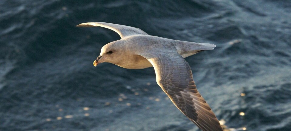 Havhest på Svalbard. Et stoff som fuglene assosierer med mat, samler seg rundt og på plastbitene i havet, ifølge en ny studie. Dermed kan det hende at en del sjøfugl lures til å spise dem. (Foto: Steinar Myhr, NN, Samfoto, NTB scanpix)