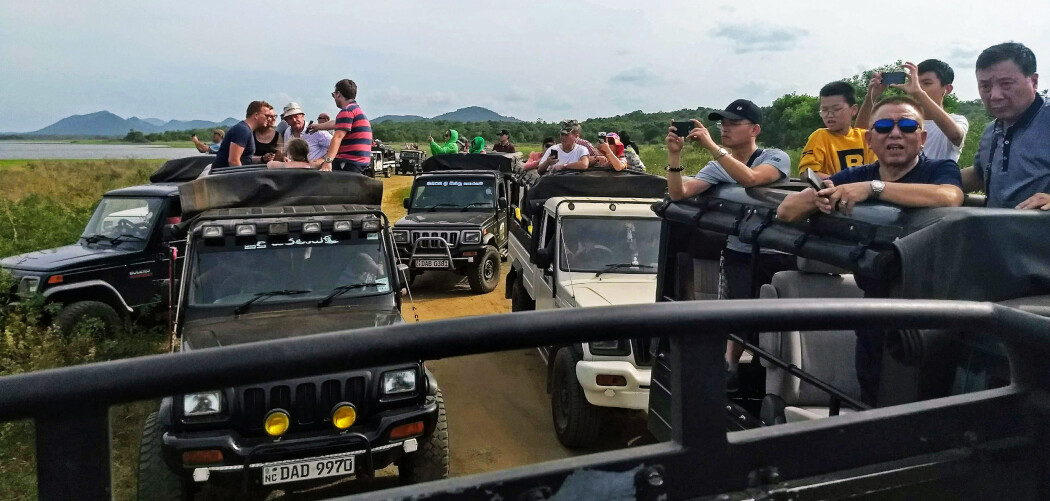 Safari-sjåførane konkurrerte om å koma nærmast dei ville dyra i Minneriya nasjonalpark i Sri Lanka, skriv bloggaren. Foto: Kathrin Jathe. Safari-sjåførane konkurrerte om å koma nærmast dei ville dyra i Minneriya nasjonalpark i Sri Lanka, skriv bloggaren. Foto: Kathrin Jathe.