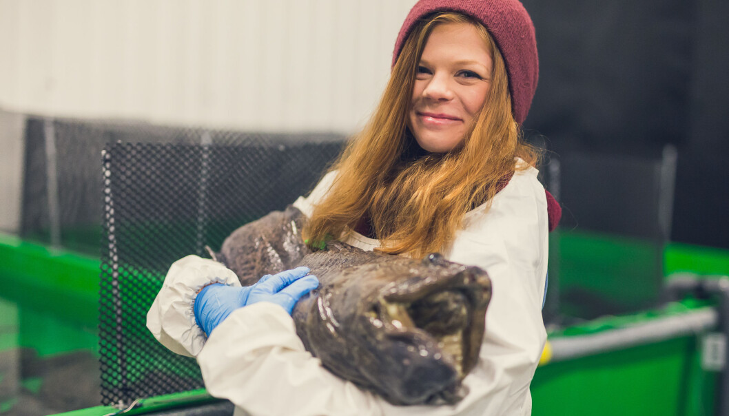 Helene Rønquist Knutsen har undersøkt om flekksteinbiten tåler mikroalger i fôret. (Foto: Frida Bringslimark) Helene Rønquist Knutsen har undersøkt om flekksteinbiten tåler mikroalger i fôret. (Foto: Frida Bringslimark)