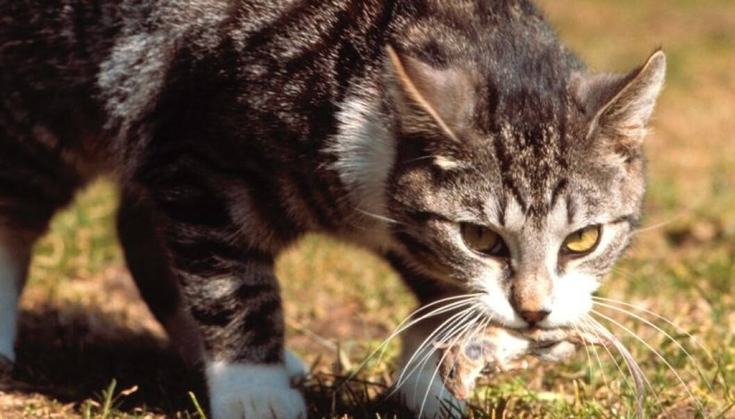 At katter forsyner seg kraftig av mus, er en kjent sak. Det er derimot ikke kjent hvor mange katter som blir skadet av musegift. Dette er det rett og slett ikke forsket på. Forskerne er nå i ferd med å avdekke at dette er et stort problem for både hunder, ugler og rovpattedyr i Norge. Elvig Hansen, Scanpix Denmark/NTB Scanpix At katter forsyner seg kraftig av mus, er en kjent sak. Det er derimot ikke kjent hvor mange katter som blir skadet av musegift. Dette er det rett og slett ikke forsket på. Forskerne er nå i ferd med å avdekke at dette er et stort problem for både hunder, ugler og rovpattedyr i Norge. Elvig Hansen, Scanpix Denmark/NTB Scanpix