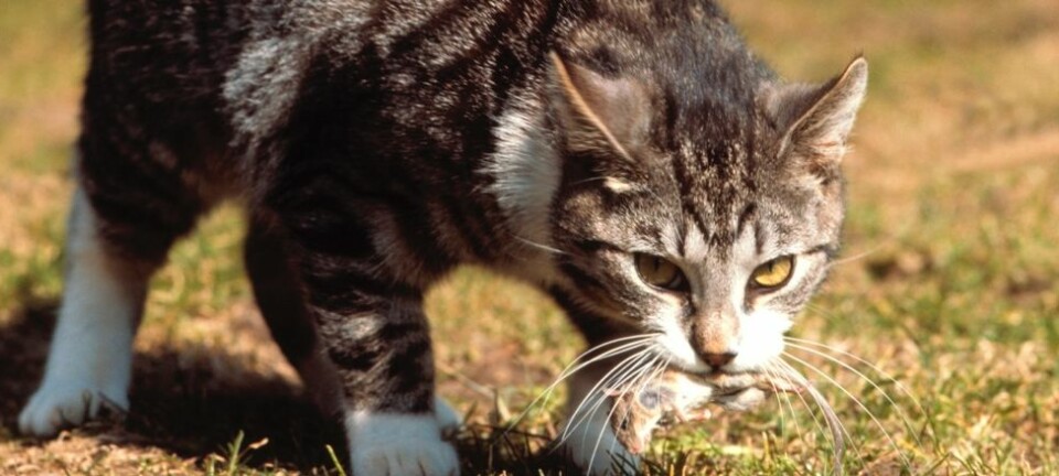 At katter forsyner seg kraftig av mus, er en kjent sak. Det er derimot ikke kjent hvor mange katter som blir skadet av musegift. Dette er det rett og slett ikke forsket på. Forskerne er nå i ferd med å avdekke at dette er et stort problem for både hunder, ugler og rovpattedyr i Norge.  Elvig Hansen, Scanpix Denmark/NTB Scanpix