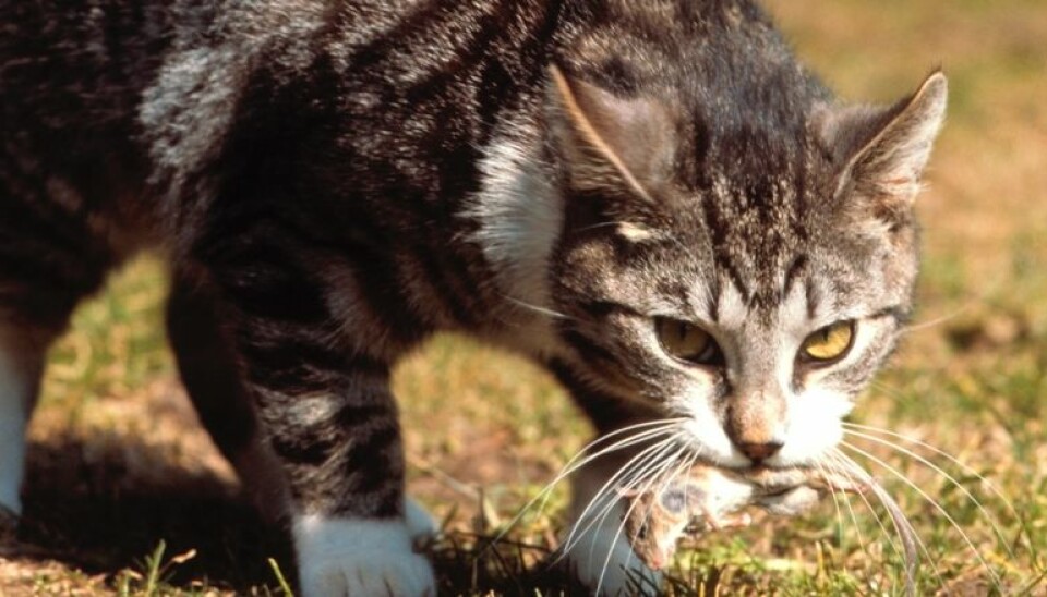 At katter forsyner seg kraftig av mus, er en kjent sak. Det er derimot ikke kjent hvor mange katter som blir skadet av musegift. Dette er det rett og slett ikke forsket på. Forskerne er nå i ferd med å avdekke at dette er et stort problem for både hunder, ugler og rovpattedyr i Norge.  Elvig Hansen, Scanpix Denmark/NTB Scanpix