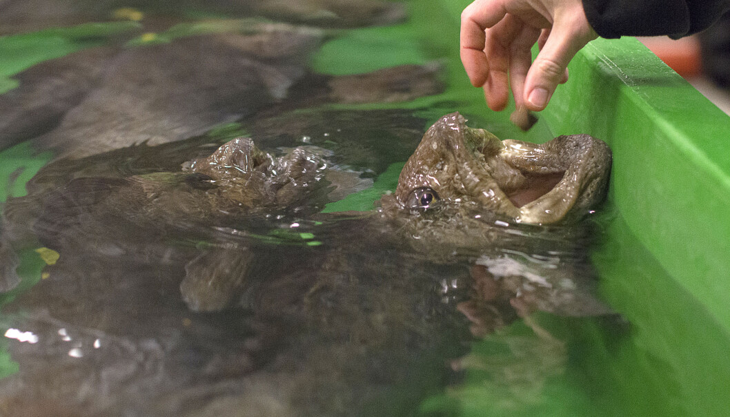 Steinbiten kan fint få mikroalger i fôret. Dermed slipper oppdrettere å bruke like mye fiskeolje og fiskemel som de vanligvis ville ha gjort. (Foto: Svein-Arnt Eriksen) Steinbiten kan fint få mikroalger i fôret. Dermed slipper oppdrettere å bruke like mye fiskeolje og fiskemel som de vanligvis ville ha gjort. (Foto: Svein-Arnt Eriksen)