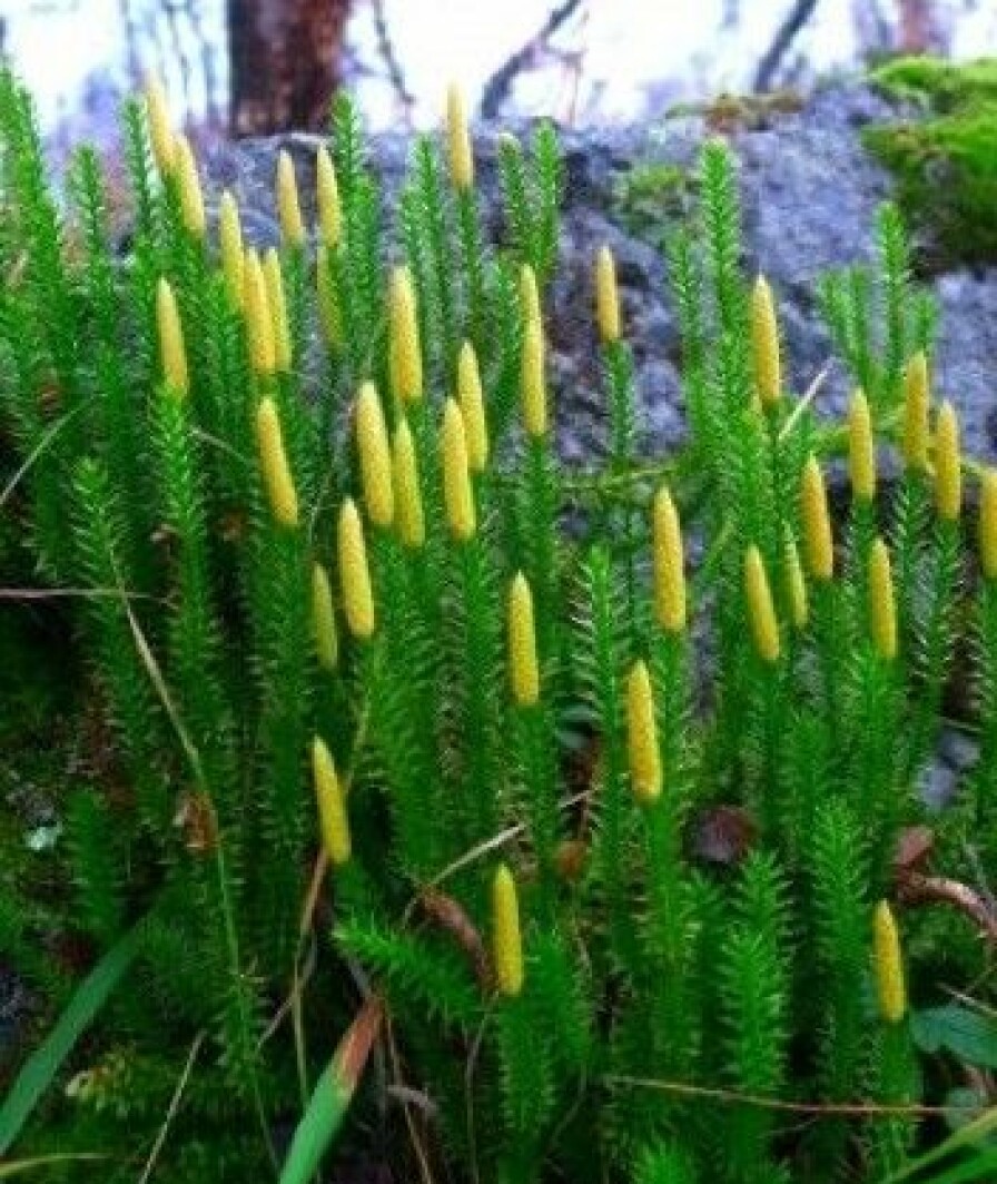 Slik ser den strie kråkefotplanten ut der den vokser i alle typer skog overalt i Norge. (Foto: Heidi Thöni Sletten)