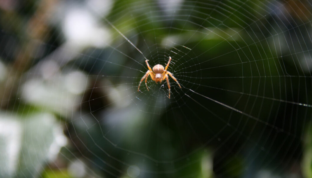 Edderkoppen kan justere nettet slik at den vet om det er farlige fiender eller lekker kveldsmat som har landet i det.  (Foto: Christian Corsano / Flickr / CC BY-SA 2.0)