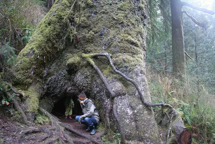 Man blir liten i forhold til sitkagran i Oregon. U.S.A. (Foto: Heini &amp; Teppo Räma.)