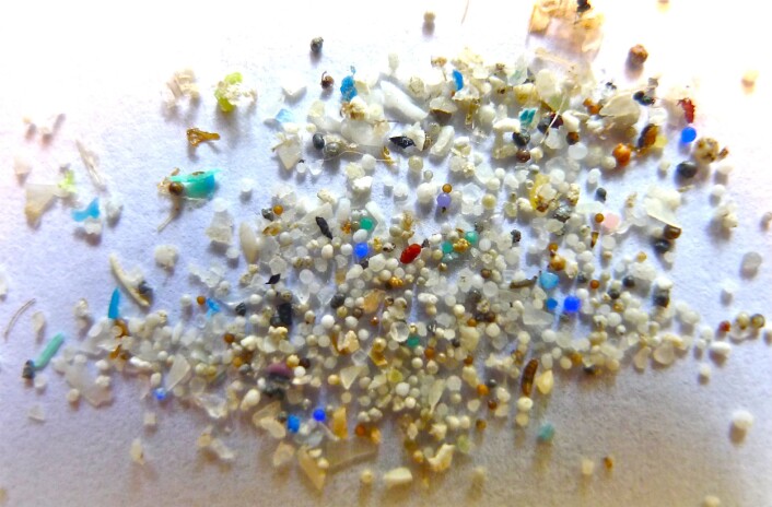 Mikroplast er små plastpartikler som stammer fra blant annet husholdningsartikler, industrielle prosesser og slitasje av plastprodukter. (Foto: Oregon State University) Mikroplast er små plastpartikler som stammer fra blant annet husholdningsartikler, industrielle prosesser og slitasje av plastprodukter. (Foto: Oregon State University)