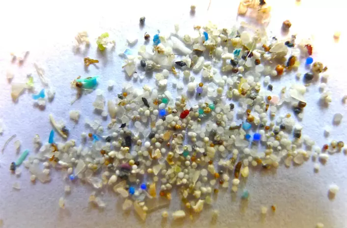 Mikroplast er små plastpartikler som stammer fra blant annet husholdningsartikler, industrielle prosesser og slitasje av plastprodukter. (Foto: Oregon State University)