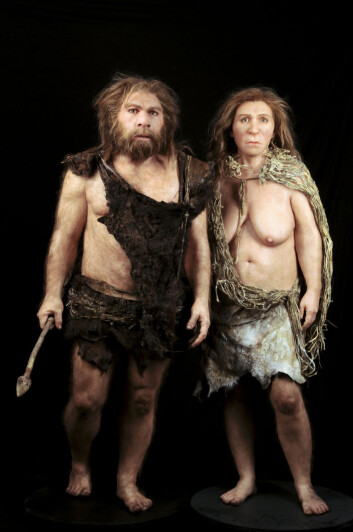 En rekonstruksjon av neandertalkvinne og –mann basert på fossilfunn. Modellen er laget av Elisabeth Daynes fra Daynes Studio i Paris. (Foto: Science Photo Library) En rekonstruksjon av neandertalkvinne og –mann basert på fossilfunn. Modellen er laget av Elisabeth Daynes fra Daynes Studio i Paris. (Foto: Science Photo Library)