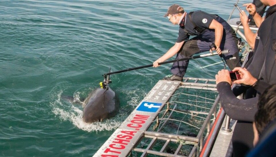 Her fester doktorgradsstudent Oliver Jewell et kamera på ryggfinnen til en hvithai. Så dykker haien ned i dypet. (Foto: Anna Phillips, Marine Dynamics)