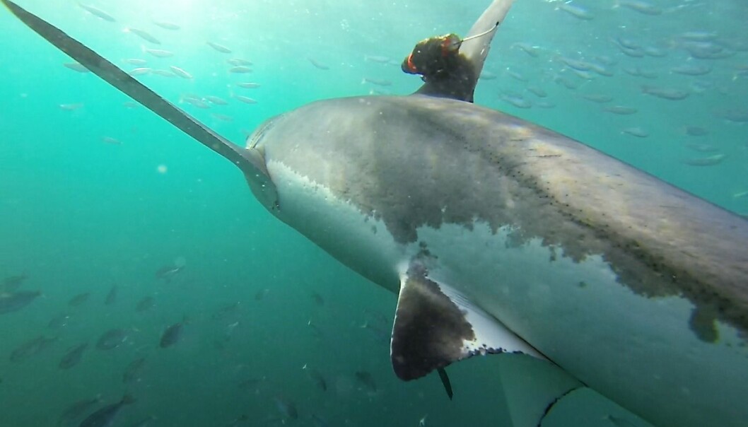 «Dumme selbobler ...» (Foto: Jewell et al. 2019 Biology Letters) «Dumme selbobler ...» (Foto: Jewell et al. 2019 Biology Letters)