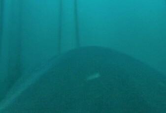 Denne hvithaien filmer mens den jakter på sel
