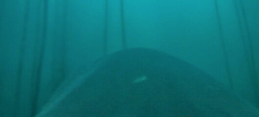Denne hvithaien filmer mens den jakter på sel