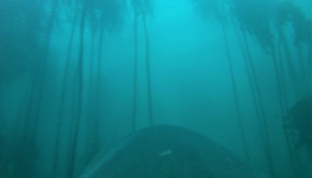 I den unike videoen ser du seljakten gjennom et kamera på hvithaiens ryggfinne. (Foto: Jewell et al. 2019 Biology Letters) I den unike videoen ser du seljakten gjennom et kamera på hvithaiens ryggfinne. (Foto: Jewell et al. 2019 Biology Letters)