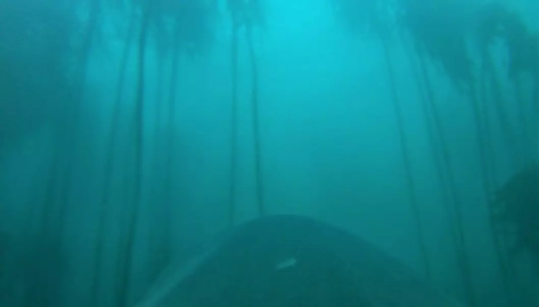 I den unike videoen ser du seljakten gjennom et kamera på hvithaiens ryggfinne. (Foto: Jewell et al. 2019 Biology Letters)