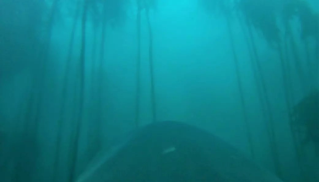 I den unike videoen ser du seljakten gjennom et kamera på hvithaiens ryggfinne. (Foto: Jewell et al. 2019 Biology Letters)