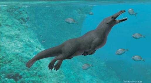 Forskere finner forhistorisk hval som hadde fire bein og så ut som en oter