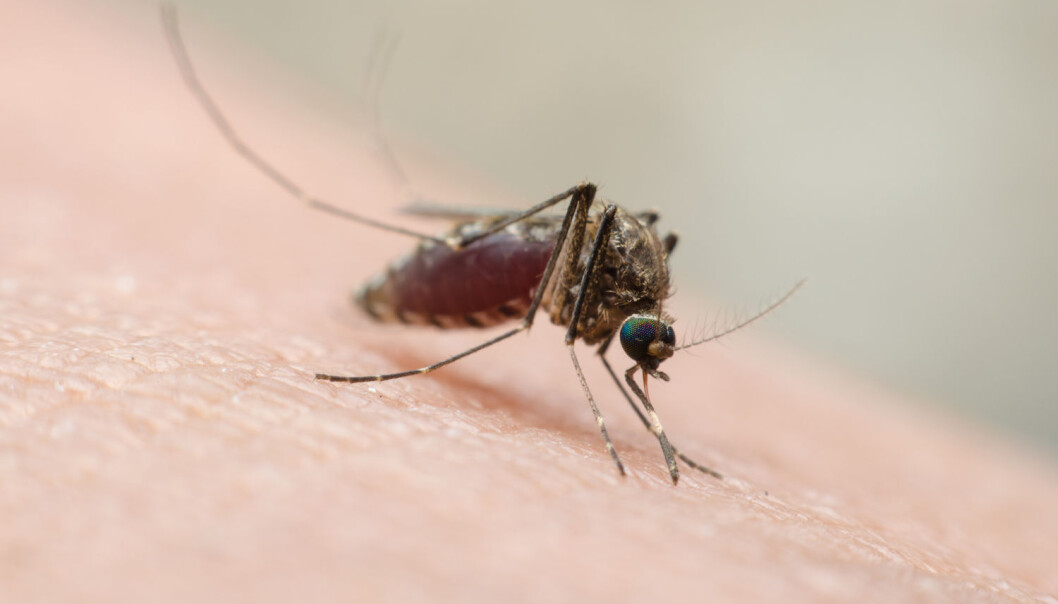 Zika-viruset smitter hovedsaklig gjennom stikk fra Aedes-myggen. Nå har forskere funnet at et menneskelig antistoff kan beskytte gravide mus og deres fostre fra viruset. (Foto: Thithawat.S / Shutterstock / NTB scanpix) Zika-viruset smitter hovedsaklig gjennom stikk fra Aedes-myggen. Nå har forskere funnet at et menneskelig antistoff kan beskytte gravide mus og deres fostre fra viruset. (Foto: Thithawat.S / Shutterstock / NTB scanpix)
