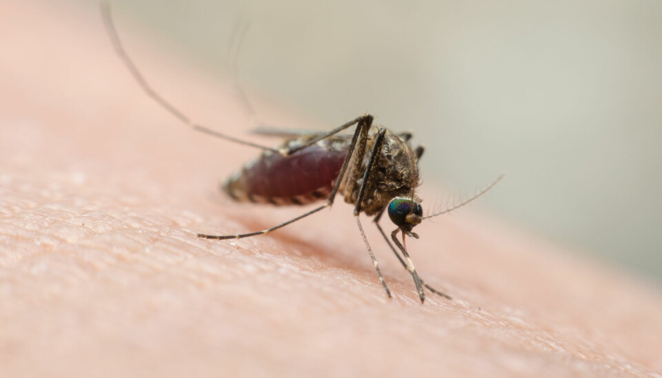 Zika-viruset smitter hovedsaklig gjennom stikk fra Aedes-myggen. Nå har forskere funnet at et menneskelig antistoff kan beskytte gravide mus og deres fostre fra viruset.  (Foto: Thithawat.S / Shutterstock / NTB scanpix)