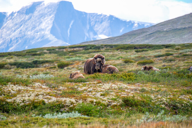 Moskusoksen er et av de dyrene som kan tåle høyere temperaturer, selv om det gjør at de blir mer utsatt for sykdom. (Foto: Marek Rybar / Shutterstock / NTB scanpix) Moskusoksen er et av de dyrene som kan tåle høyere temperaturer, selv om det gjør at de blir mer utsatt for sykdom. (Foto: Marek Rybar / Shutterstock / NTB scanpix)