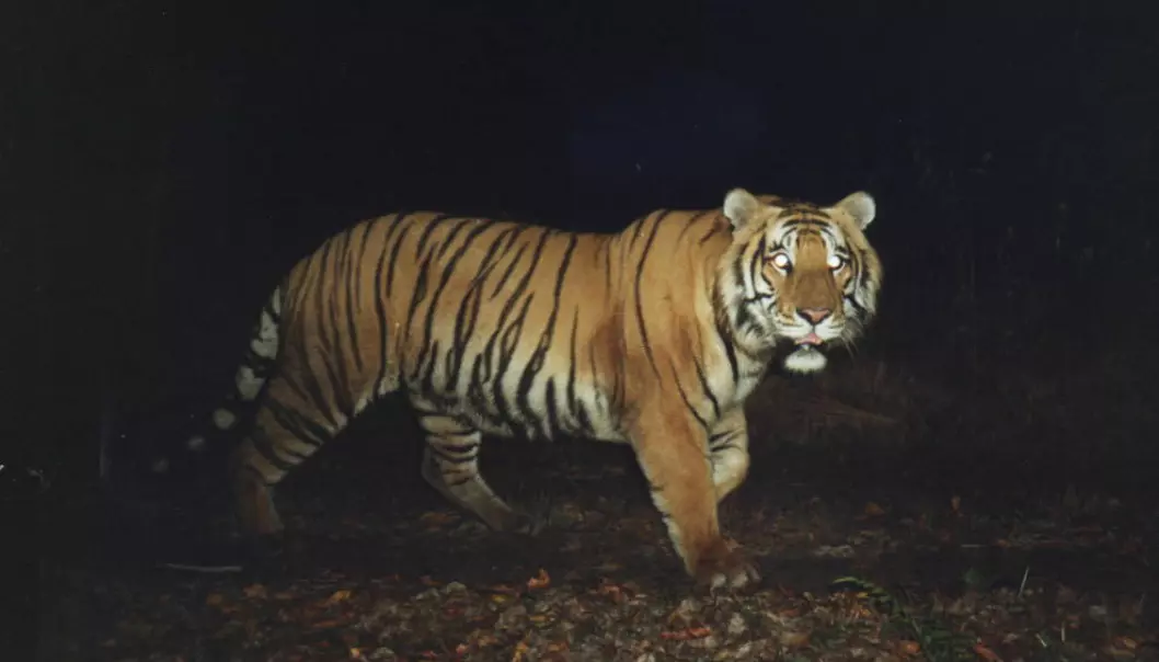 De majestetiske tigrene krever mye plass og god tilgang på byttedyr.  (Foto: Per Wegge/ NMBU)