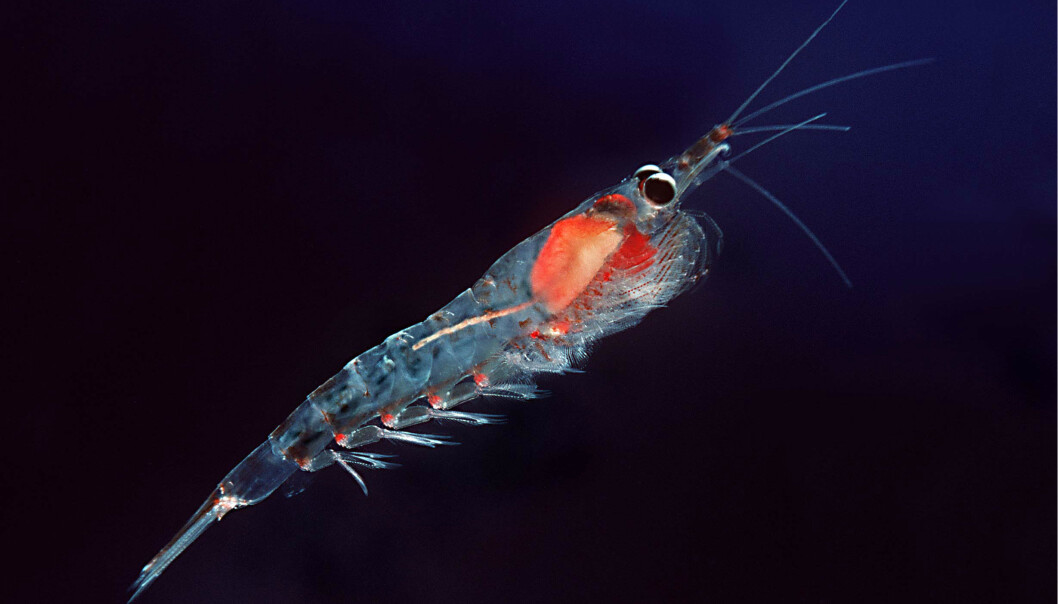Krill er et lite, rekeliknende krepsdyr som finnes i alle verdenshav. Krillarten Meganyctiphanes norvegica er utbredt i Oslofjorden. (Foto: Wikimedia Commons) Krill er et lite, rekeliknende krepsdyr som finnes i alle verdenshav. Krillarten Meganyctiphanes norvegica er utbredt i Oslofjorden. (Foto: Wikimedia Commons)