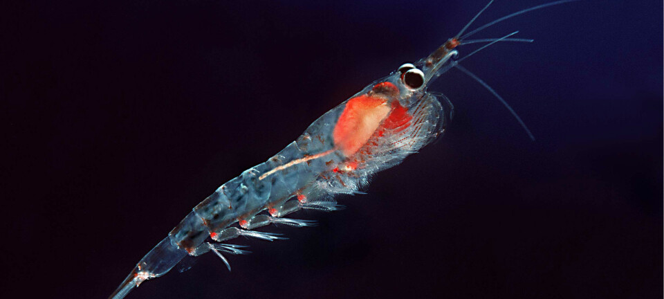 Krill er et lite, rekeliknende krepsdyr som finnes i alle verdenshav. Krillarten Meganyctiphanes norvegica er utbredt i Oslofjorden.  (Foto: Wikimedia Commons)