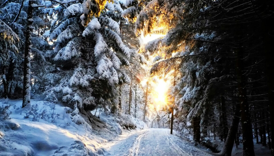 Vintersola kan være svært vakker. Men er det for lite av den?  (Foto: Dignity 100 / Shutterstock / NTB scanpix)