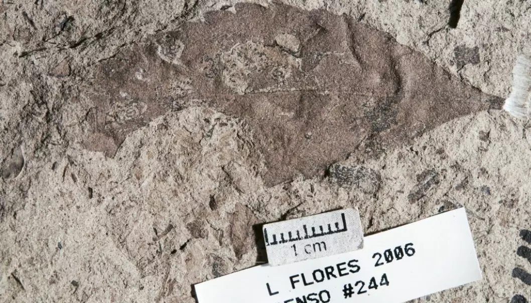 Øverst til høyre på dette bladfossilet er det spor av «gruvene» til insektlarver. Fossilet ble funnet i Las Flores i Patagonia i Argentina. Det er rundt 62 millioner år gammelt og viser at planter og insekter har funnet tilbake til hverandre etter asteroidesmellen noen få millioner år tidligere. (Foto: Michael Donovan)