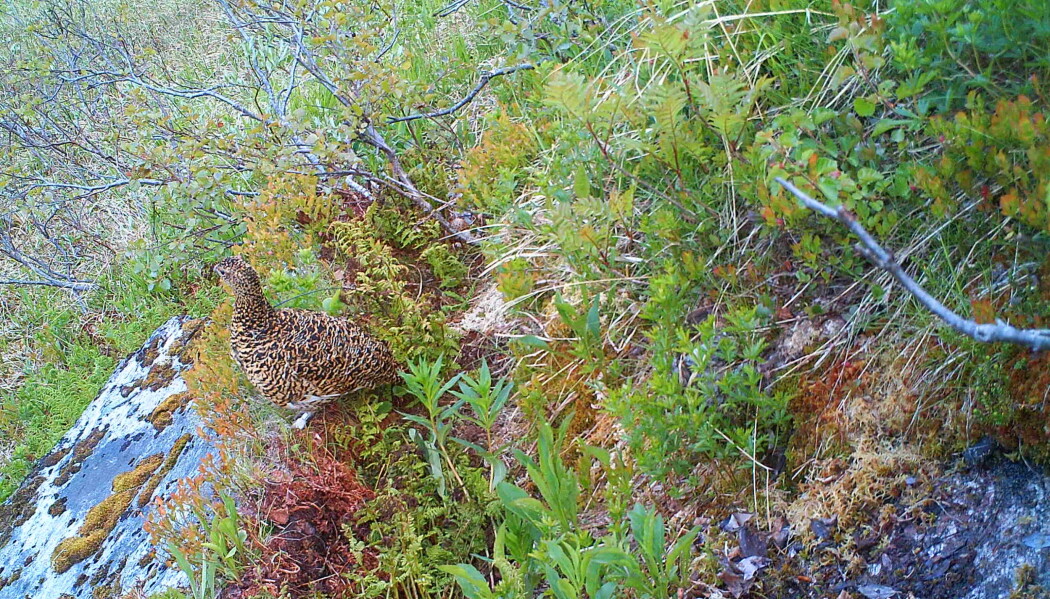 Bilde 1: Radiomerket lirypehøne tar en pause i rugingen og speider utover landskapet fra en fjellside i Lierne. Foto NINA Bilde 1: Radiomerket lirypehøne tar en pause i rugingen og speider utover landskapet fra en fjellside i Lierne. Foto NINA