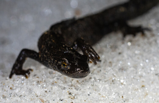 Salamanderens farlige verden