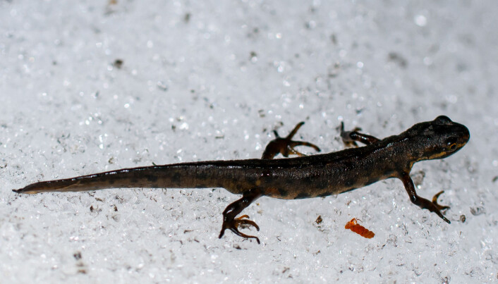 Et sjeldent syn, en småsalamander på snø. De små kroppene kjøles raskt ned og de krysser derfor sjelden snøflekker. Foto: Børre K. Dervo / NINA. Et sjeldent syn, en småsalamander på snø. De små kroppene kjøles raskt ned og de krysser derfor sjelden snøflekker. Foto: Børre K. Dervo / NINA.