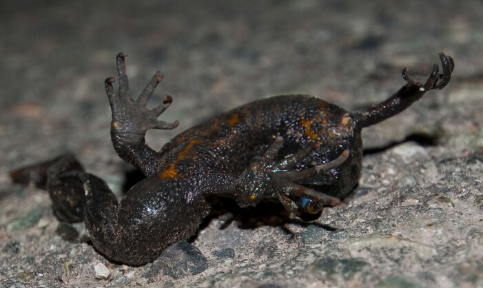 Veier er farlige barrierer for en storsalamander og ikke alle lykkes med å komme fram til yngledammen. Foto: Børre K. Dervo / NINA. Veier er farlige barrierer for en storsalamander og ikke alle lykkes med å komme fram til yngledammen. Foto: Børre K. Dervo / NINA.
