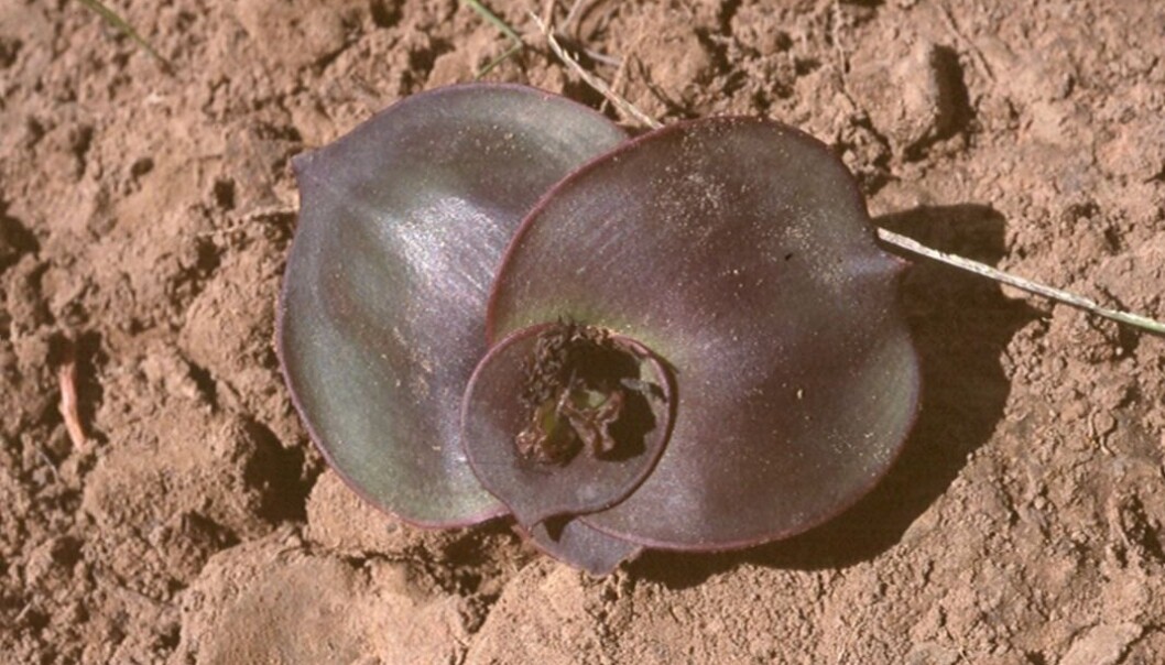 Dette er også planten Chlorophytum blepharophylla. På bilde kan du se planten som ble funnet på savannen. (Foto: Gry Støvind Hoell) Dette er også planten Chlorophytum blepharophylla. På bilde kan du se planten som ble funnet på savannen. (Foto: Gry Støvind Hoell)