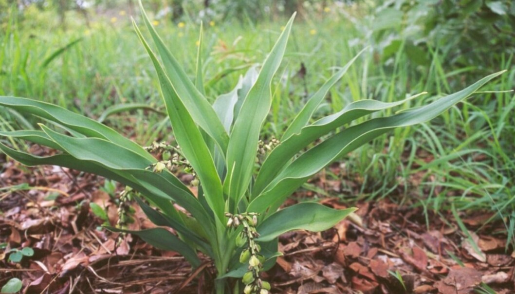 Planten Chlorophytum blepharophylla. På bildet kan du se planten som ble funnet i elva. (Foto: Gry Støvind Hoell) Planten Chlorophytum blepharophylla. På bildet kan du se planten som ble funnet i elva. (Foto: Gry Støvind Hoell)