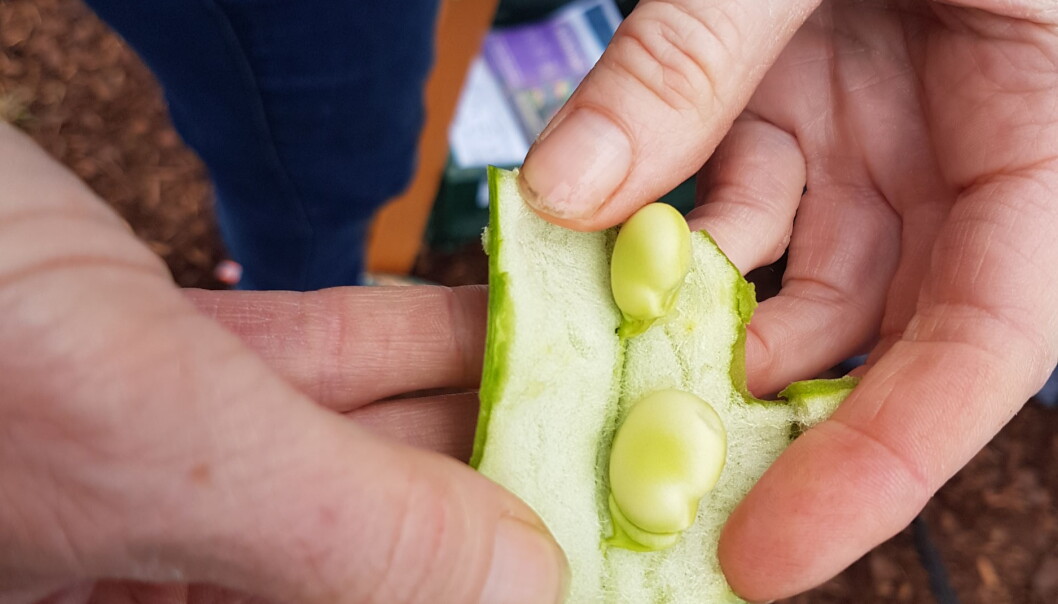 Vi produserer lite belgvekster her i Norge. Forskere avdekket nylig at vi potensielt kan produsere 80 000 tonn av de proteinrike vekstene i året. (Foto: Kristine Løwe) Vi produserer lite belgvekster her i Norge. Forskere avdekket nylig at vi potensielt kan produsere 80 000 tonn av de proteinrike vekstene i året. (Foto: Kristine Løwe)