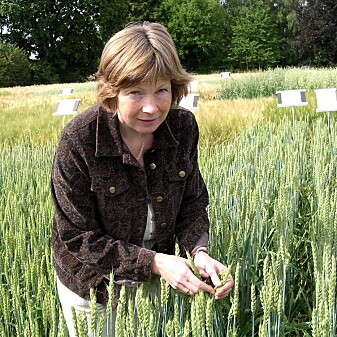 Anne Kjersti Uhlen er forsker og prosjektleder ved NMBU. (Foto: Gro Elden) Anne Kjersti Uhlen er forsker og prosjektleder ved NMBU. (Foto: Gro Elden)