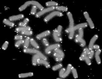 Menneskelige kromosomer, med telomerer på endene. (Bilde: U.S. Department of Energy Human Genome Program)