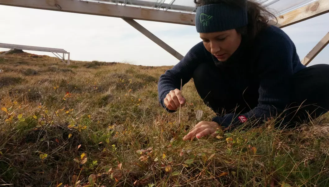 Stipendiat Siri Vatsø Haugum ved universitetet i Bergen tar doktorgrad knyttet til effekten av tørke i kystlyngheier. (Foto: Liv Guri Velle)