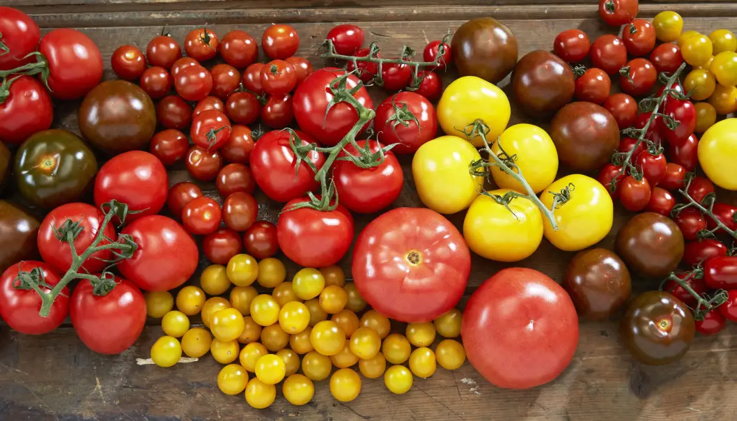 Kjemi og smak henger godt sammen i en tomat. Det gjorde det enkelt for smaksforskerne å konstruere de nye tomatene du nå finner i grønnsaksdisken. (Foto: Synøve Dreyer / Opplysningskontoret for frukt og grønt/Creative Commons) Kjemi og smak henger godt sammen i en tomat. Det gjorde det enkelt for smaksforskerne å konstruere de nye tomatene du nå finner i grønnsaksdisken. (Foto: Synøve Dreyer / Opplysningskontoret for frukt og grønt/Creative Commons)