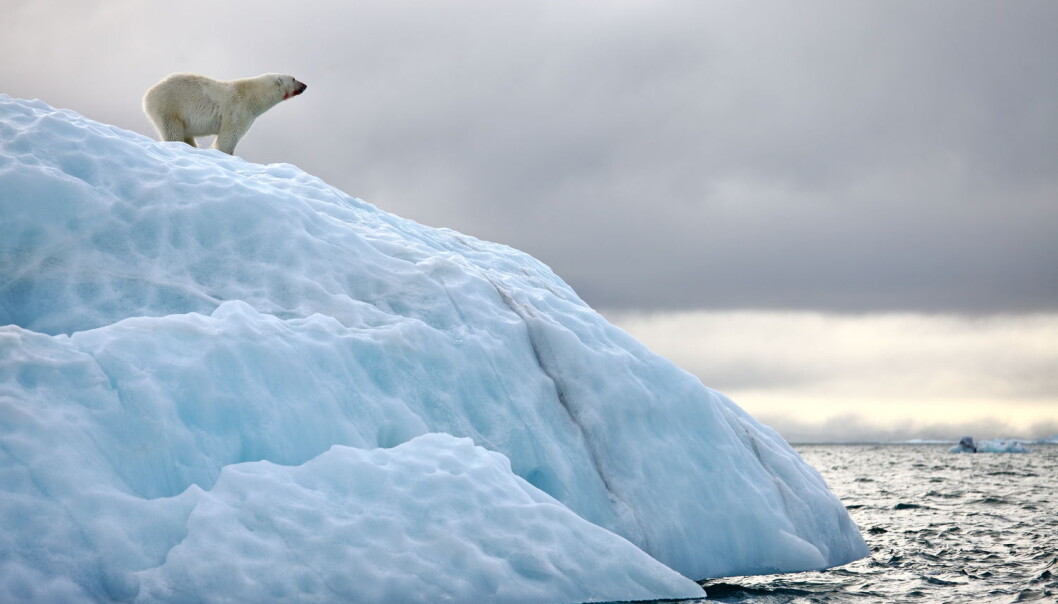 WWF meldte nylig at mennesket kan utrydde to tredeler av dyrelivet innen 2020. Men er det sant at nesten alt liv forsvinner? Både ja og nei, skriver Erik Tunstad. (Foto: Vladimir Melnik / Shutterstock / NTB scanpix) WWF meldte nylig at mennesket kan utrydde to tredeler av dyrelivet innen 2020. Men er det sant at nesten alt liv forsvinner? Både ja og nei, skriver Erik Tunstad. (Foto: Vladimir Melnik / Shutterstock / NTB scanpix)