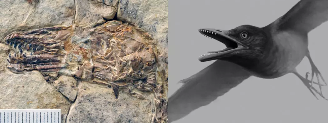 Bildet til venstre viser fossilet forskerne fant. Hodet var på størrelsen med en liten fugl. Til høyre ser du illustrasjonen som ble laget på bakgrunn av forskernes kvalifiserte gjetninger. (Foto/illustrasjon: Stephanie Abramowicz)