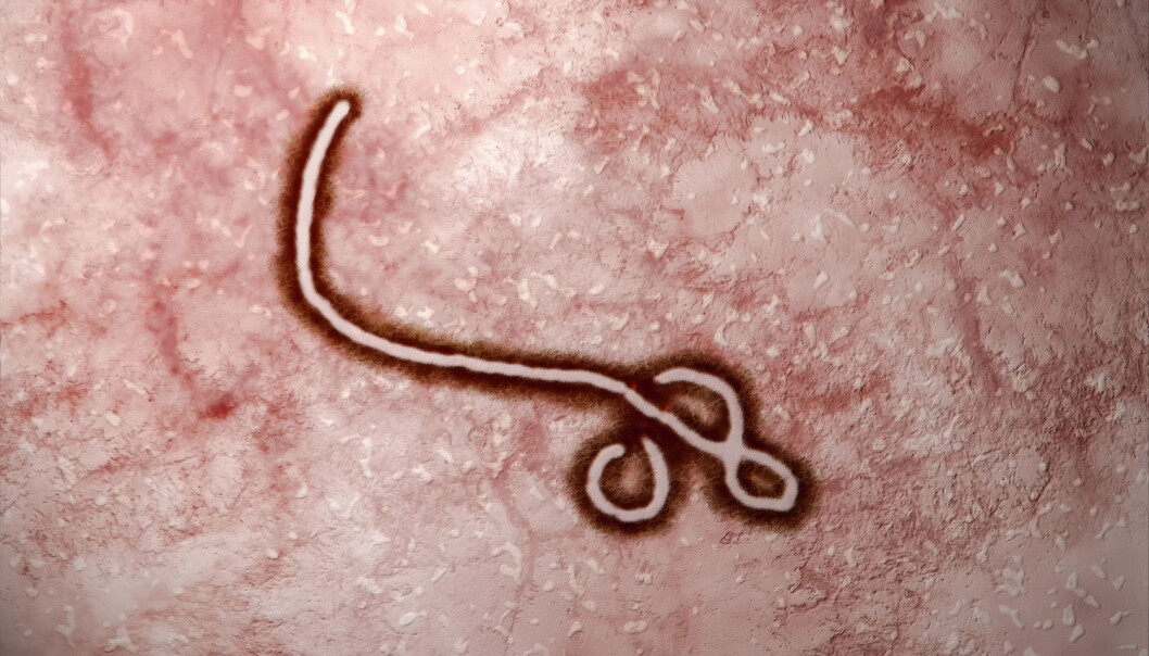 Under epidemien i Vest-Afrika begynte ebolaviruset å tilpasse seg mennesket som vert. (Foto: Nixx Photography / Shutterstock / NTB scanpix) Under epidemien i Vest-Afrika begynte ebolaviruset å tilpasse seg mennesket som vert. (Foto: Nixx Photography / Shutterstock / NTB scanpix)