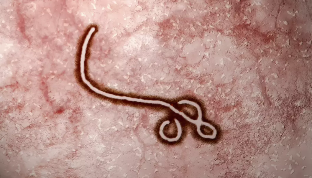 Ebola-viruset ble farligere i siste utbrudd